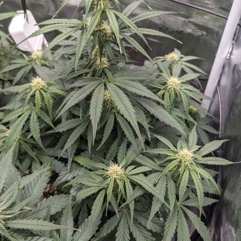Epsilon growlog timeline photo