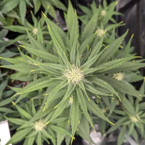 Medusa growlog timeline photo