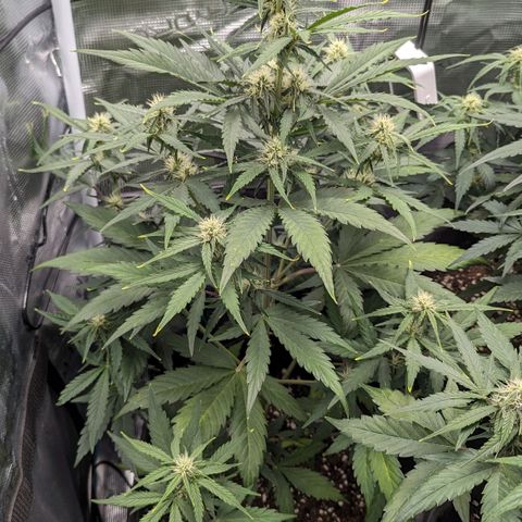 Medusa growlog timeline photo