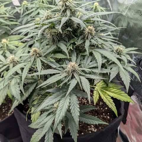 Titan growlog timeline photo