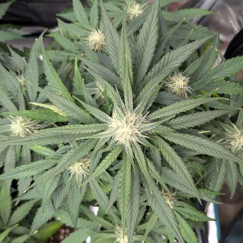 Titan growlog timeline photo
