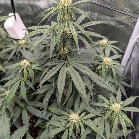Epsilon growlog timeline photo