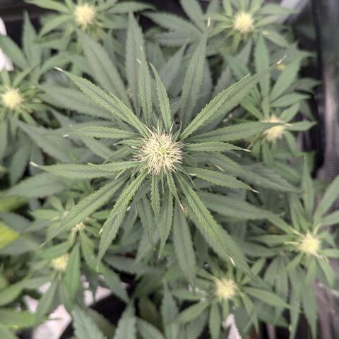 Epsilon growlog timeline photo