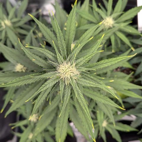 Medusa growlog timeline photo