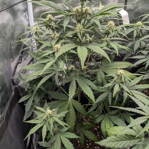 Medusa growlog timeline photo