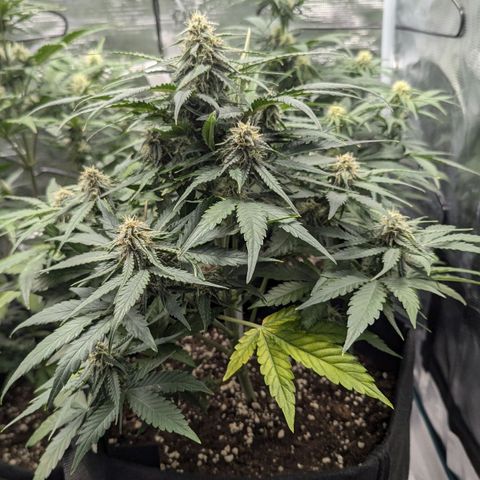Titan growlog timeline photo