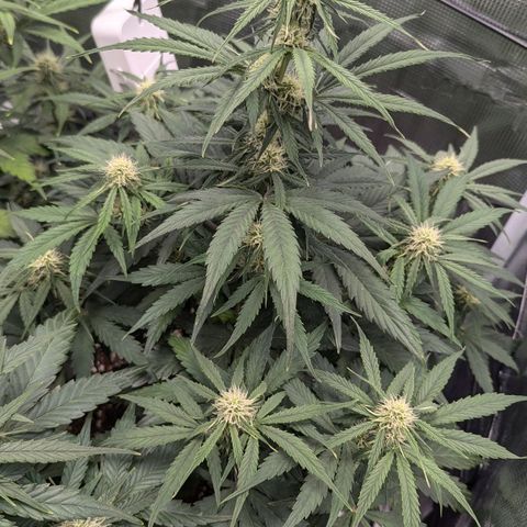 Epsilon growlog timeline photo