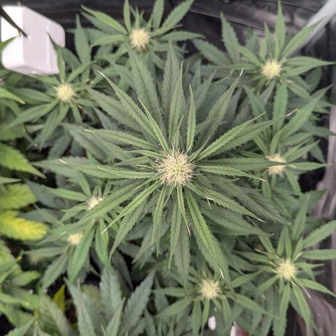 Epsilon growlog timeline photo
