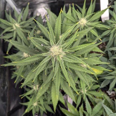 Medusa growlog timeline photo