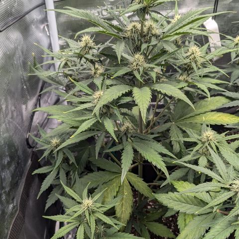 Medusa growlog timeline photo