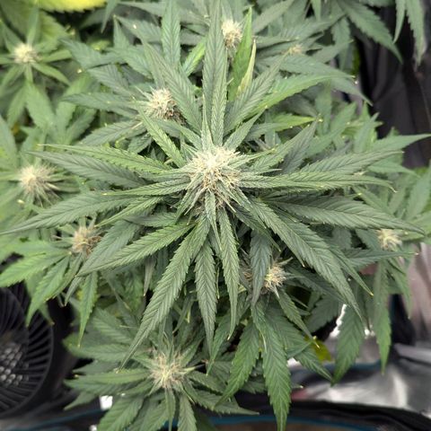 Titan growlog timeline photo