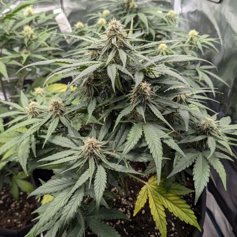Titan growlog timeline photo