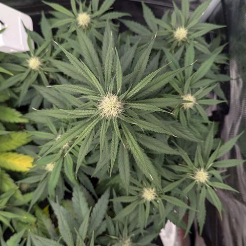 Epsilon growlog timeline photo