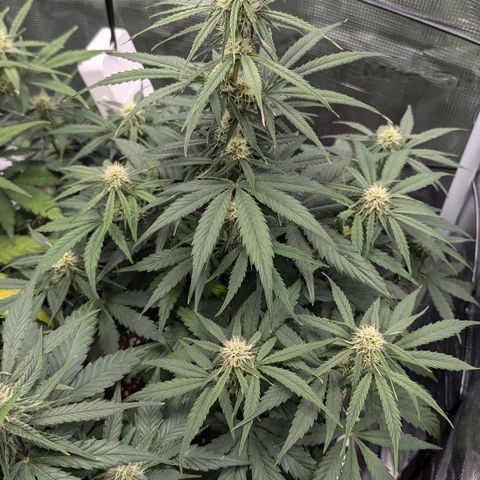 Epsilon growlog timeline photo