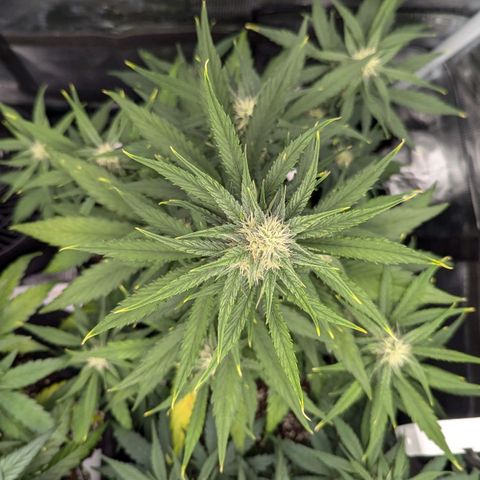 Medusa growlog timeline photo