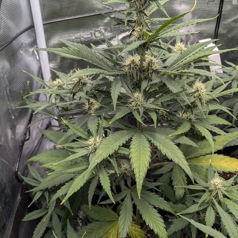 Medusa growlog timeline photo