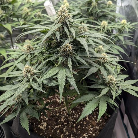 Titan growlog timeline photo
