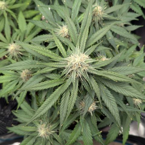 Titan growlog timeline photo