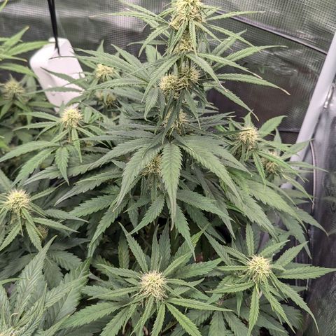 Epsilon growlog timeline photo