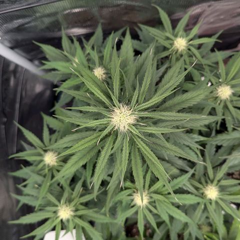 Epsilon growlog timeline photo