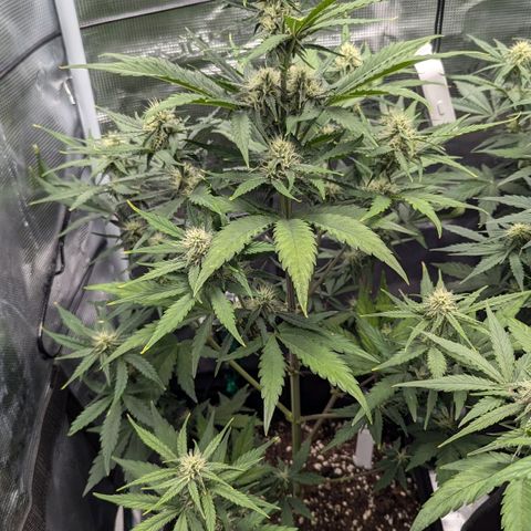 Medusa growlog timeline photo