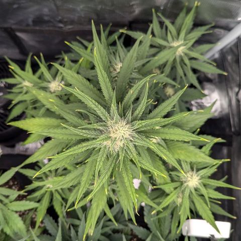 Medusa growlog timeline photo