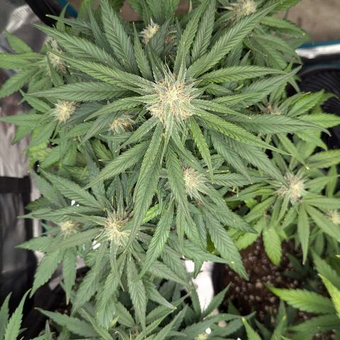Titan growlog timeline photo