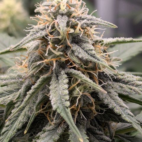 Titan growlog timeline photo