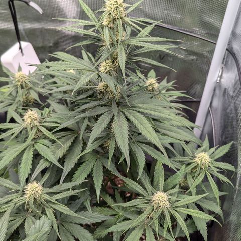 Epsilon growlog timeline photo