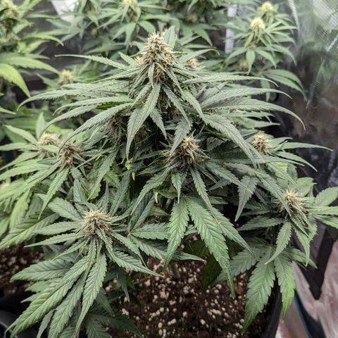 Titan growlog timeline photo
