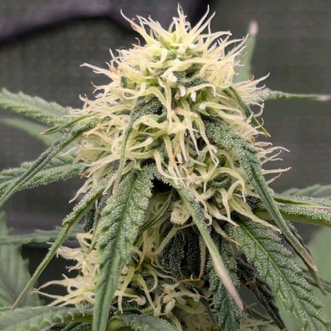 Epsilon growlog timeline photo