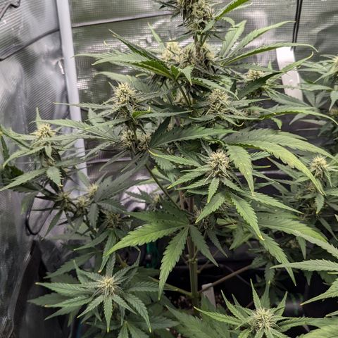 Medusa growlog timeline photo