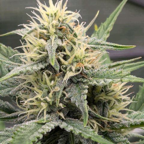 Medusa growlog timeline photo