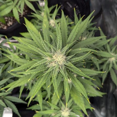 Medusa growlog timeline photo