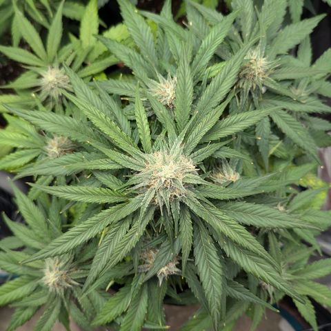 Titan growlog timeline photo