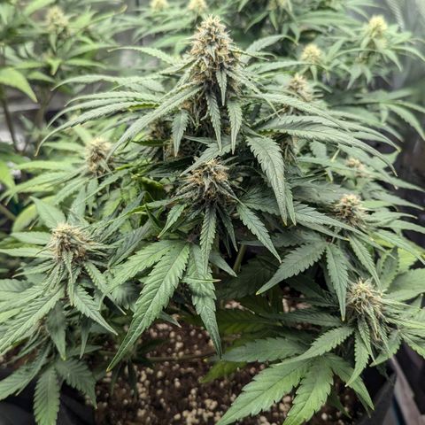 Titan growlog timeline photo