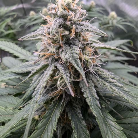 Titan growlog timeline photo