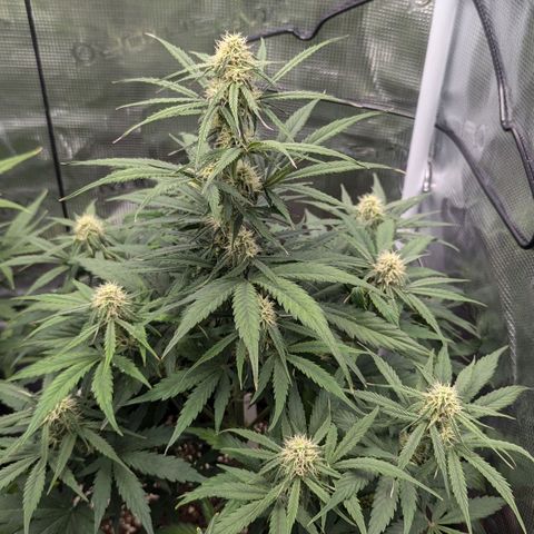 Epsilon growlog timeline photo
