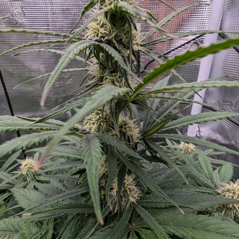 Epsilon growlog timeline photo