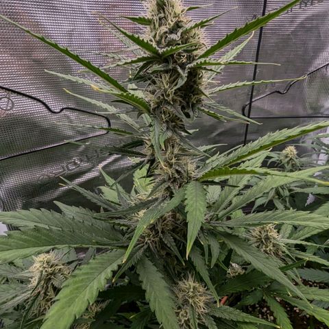 Medusa growlog timeline photo