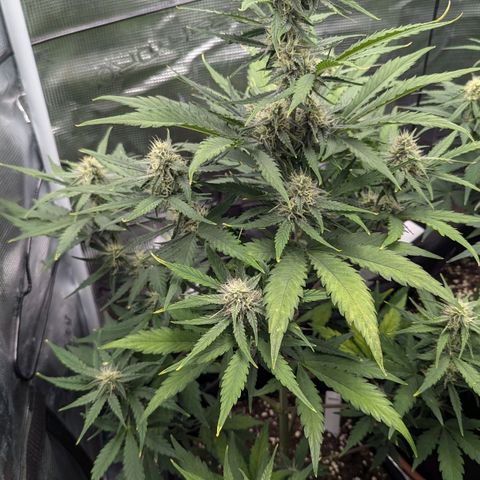 Medusa growlog timeline photo