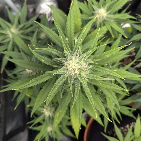 Medusa growlog timeline photo