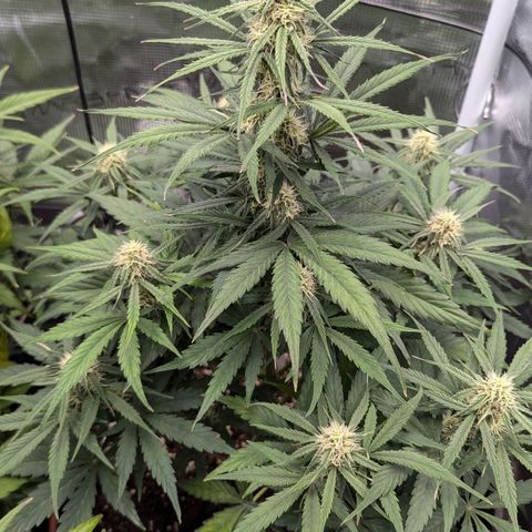 Epsilon growlog timeline photo