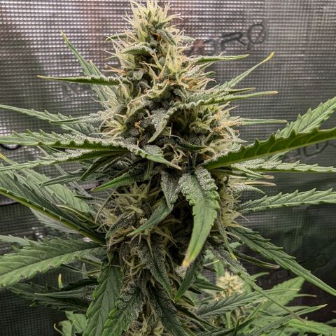 Medusa growlog timeline photo