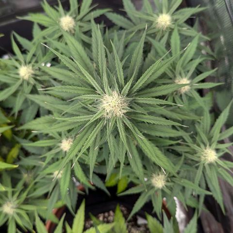 Epsilon growlog timeline photo