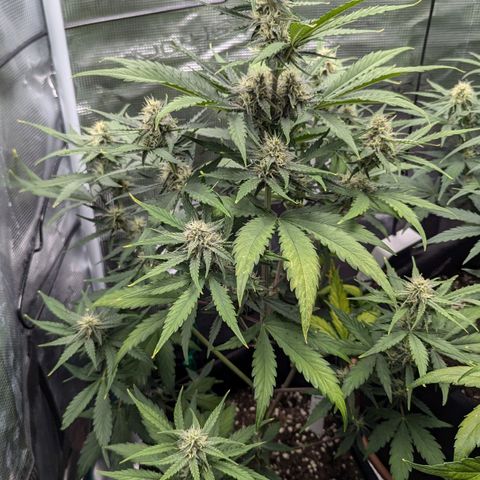 Medusa growlog timeline photo