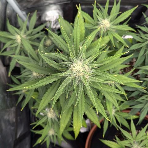 Medusa growlog timeline photo