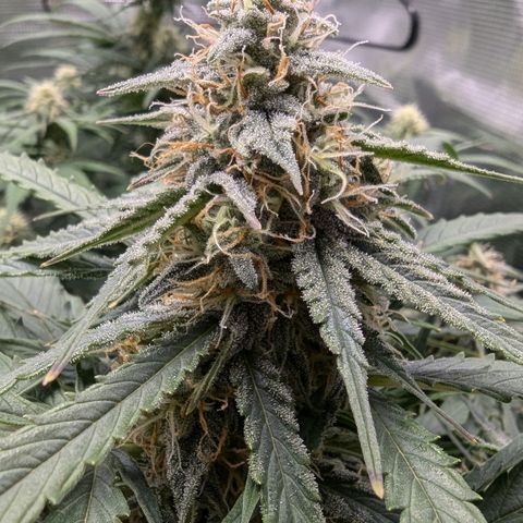 Titan growlog timeline photo