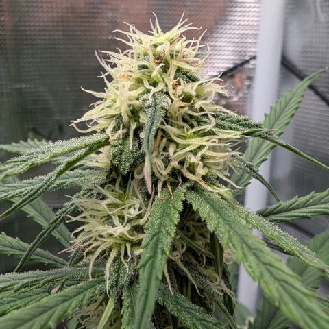 Epsilon growlog timeline photo