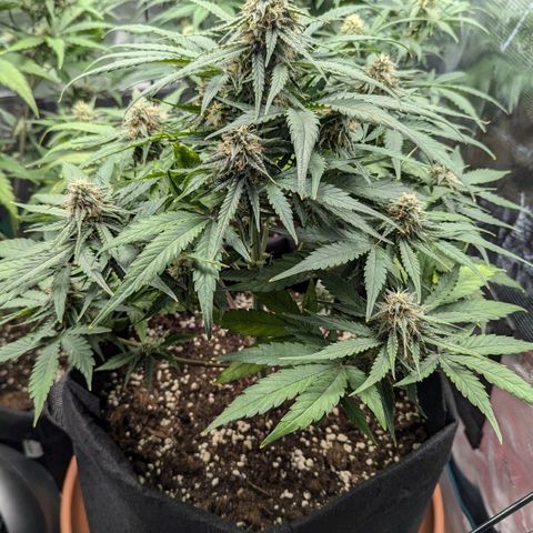 Titan growlog timeline photo